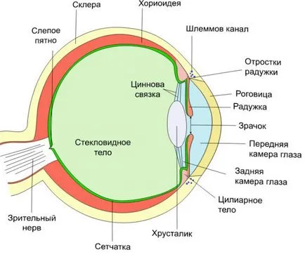 От тогава избухна капиляри в очите