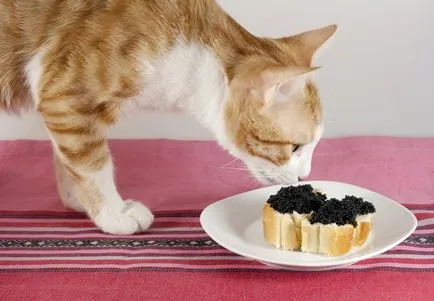 Какво яде котка
