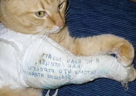А котката дойде