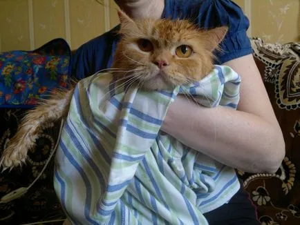 А котката дойде