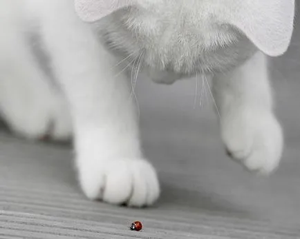 А котката дойде