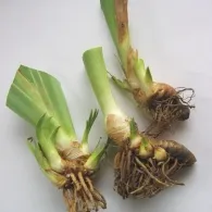Szakállas Iris ültetés és gondozás, fotó, növény a kertben