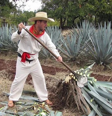 Mi tequila és hogyan kell inni rá, mint
