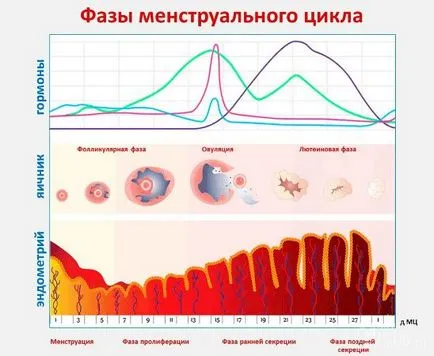 Как да изчислите своя цикъл Как да изчислите своя цикъл