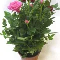 Stone Rose у дома