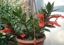 Как да се грижите Spathiphyllum