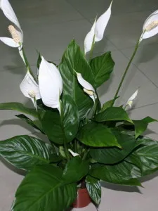 Как да се грижите Spathiphyllum