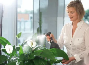Как да се грижите Spathiphyllum