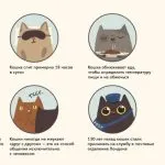 Когато котките падат след смъртта