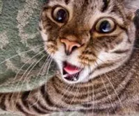 А котката дойде