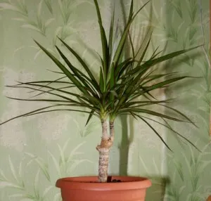 Как да расте драцената Как да расте драцената