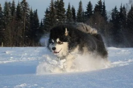 Sled порода куче