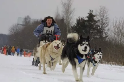 Sled порода куче Sled порода куче