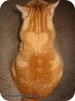 Когато котките падат след смъртта