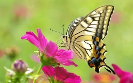 Butterfly е кой или какво