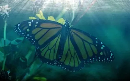 Butterfly е кой или какво