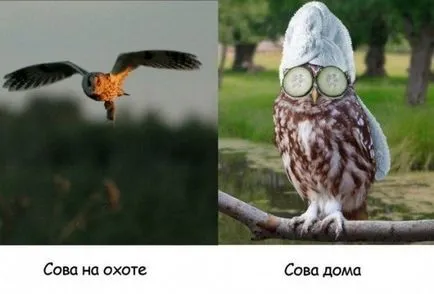 Снимки, на които повишават настроението
