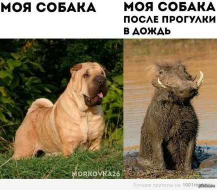 Снимки, на които повишават настроението