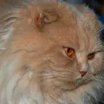 Как да се отървем от котка коса