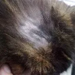 Как да се отървем от котка коса