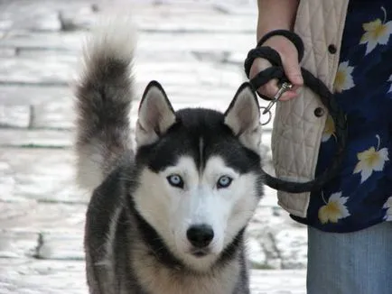 Кученца като играчка