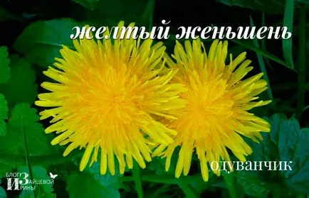 Подобно на коментари глухарчета