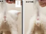 Как да разберете пола на котенца