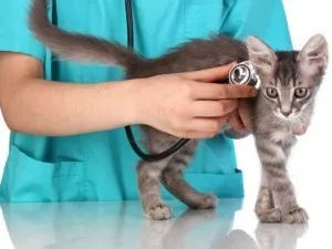 Как да разберете пола на котенца