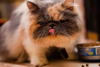 Рейтинг котешка храна
