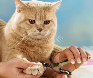 Как да отрежа ноктите коте
