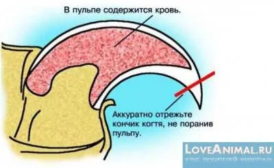 Как да се намали заек