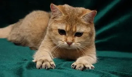 Как да отрежа ноктите коте