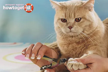 Как да отрежа ноктите коте