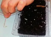 Какво да завод Петуния