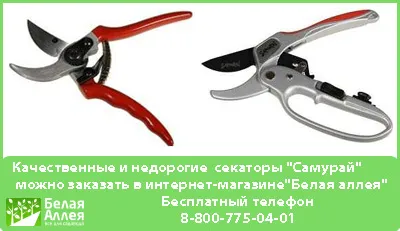 Как да се помогне на розата