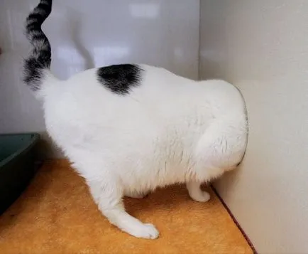 Както котката, за да отслабнете