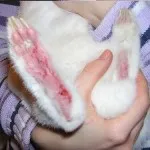 Как да се намали заек