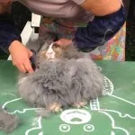 Как да се намали заек