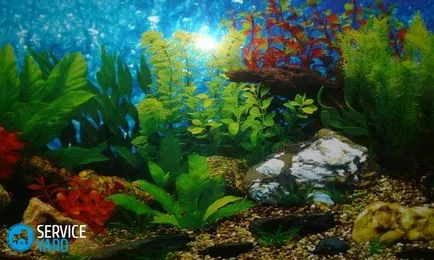 Предшестващо състояние на аквариум като паста Предшестващо състояние на аквариум като паста