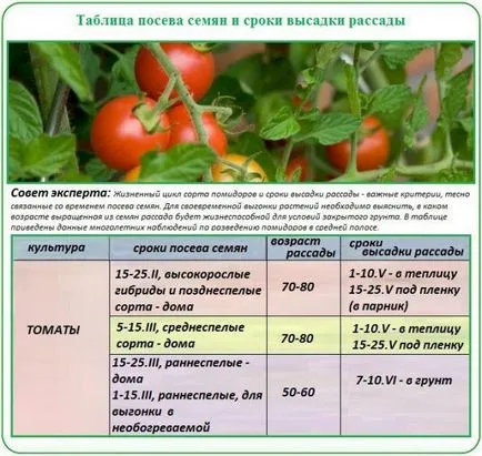 Как да растат силни разсад Как да растат силни разсад