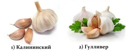 Как да се засадят чесън