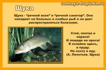 Какво риба