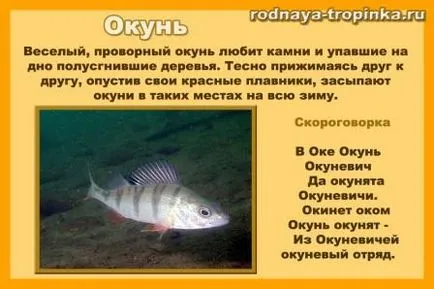Какво риба