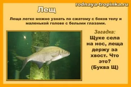 Какво риба