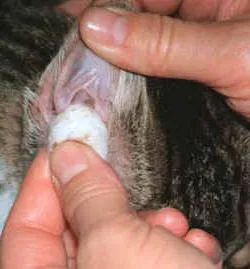 Hogyan tisztítsa meg a fülét kiscicák utasítások gondoskodó tulajdonosok (tiszta cica do) Hogyan tisztítsa meg a fülét kiscicák utasítások gondoskodó tulajdonosok