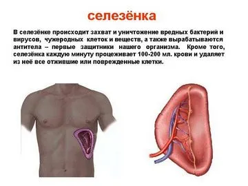 Hogy fáj Lép tünetek - válaszokat és tanácsokat