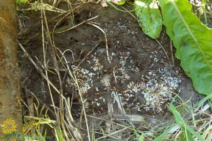 Hogyan kell kezelni a hangyák az ágyak (kártevők elleni védekezés) Hogyan kell kezelni a hangyák az ágyak