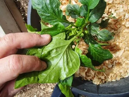 Hogyan elleni levéltetvek szaktanácsot paprika (harcolni) Hogyan elleni levéltetvek paprika szakértői vélemények