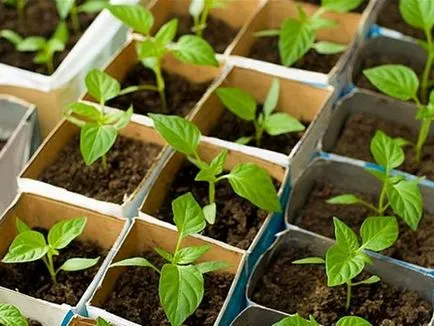 Hogyan elleni levéltetvek szaktanácsot paprika (egy osztály a toxicitás) Hogyan elleni levéltetvek paprika szakértői vélemények
