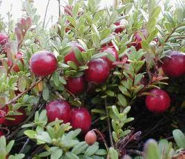 Как да си направим видима не се вижда кола